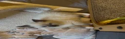Siamese cats for sale: TWO SIAMESE GIRLS LEFT - Advert 4