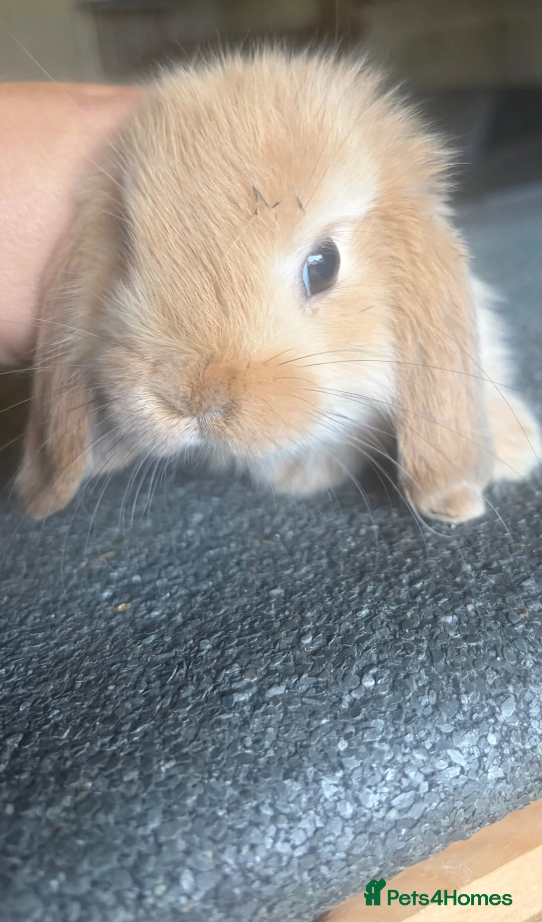 Mini Lop rabbits for sale: Mini lip doe looking for new home  - Advert 3