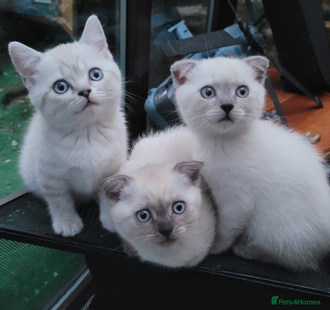 Scottish Fold cats for sale: Scottish fold kittens  - Image 13