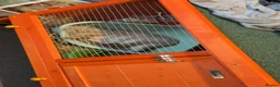 Mini Lop rabbits for sale: Female Mini lop  - Advert 3