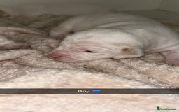 Mixed Breed dogs for sale: Beautiful cocker jack puppies  - Image 3
