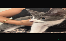 Mixed Breed cats for sale: Kit 6 months old  - Image 5