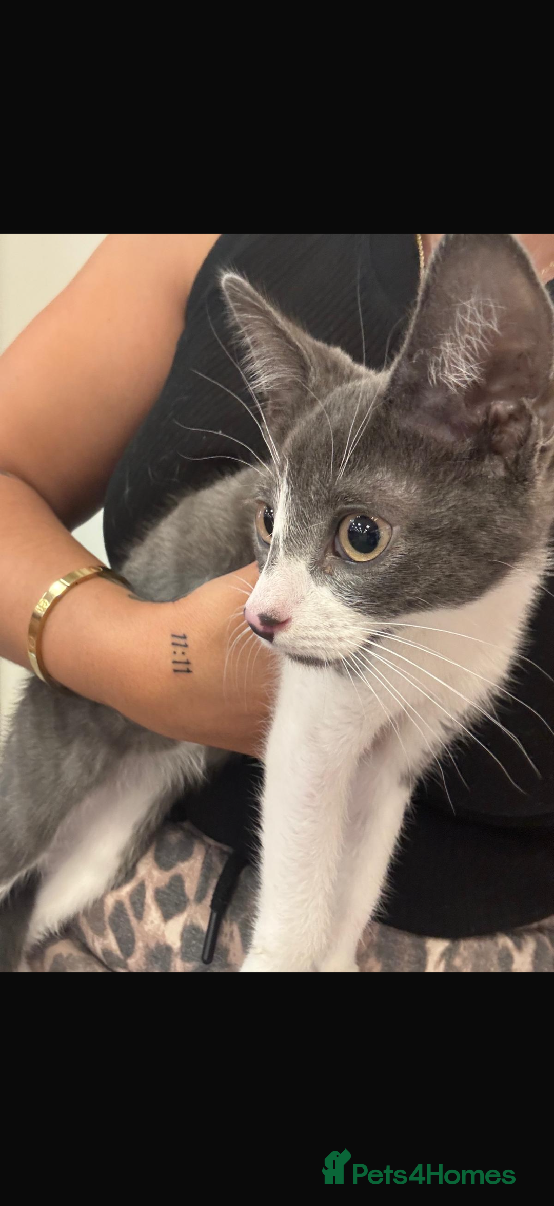 Mixed Breed cats for sale: Kit 6 months old  - Image 5