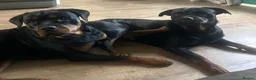 Rottweiler dogs for sale: Beautiful Rottweiler Puppies - Advert 2