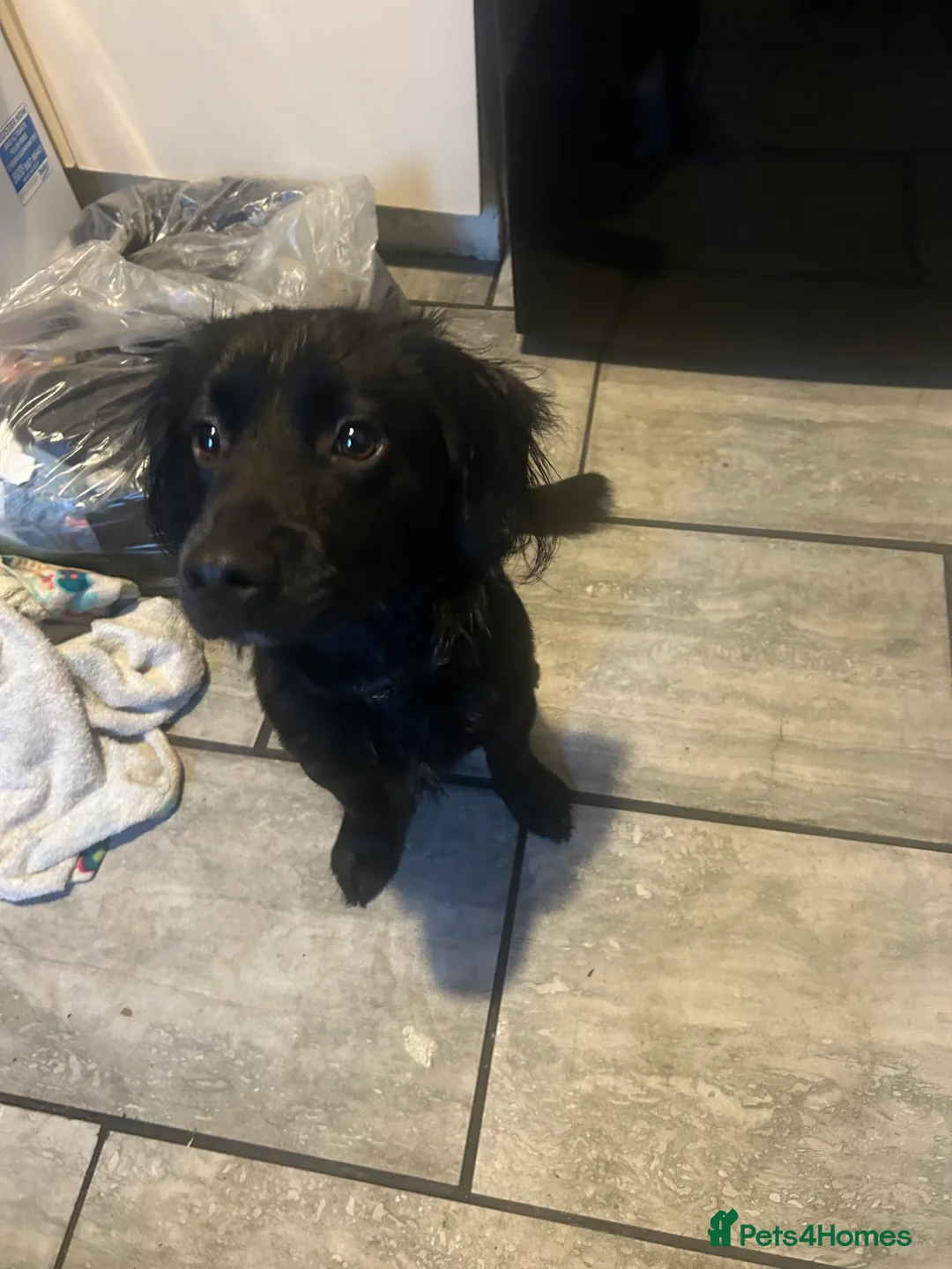 Cocker Spaniel dogs for sale: sprocker spaniel boy  - Advert 4