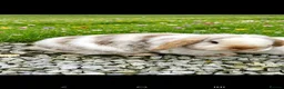 Mini Lop rabbits for sale: Beautiful bunnies - Advert 3