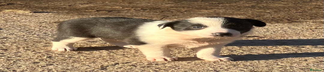 Border Collie Puppy 4