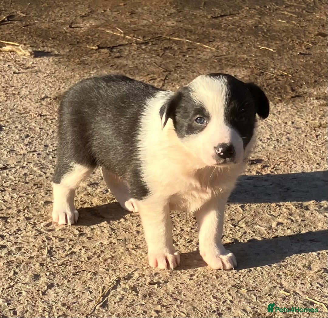 Border Collie dogs for sale: Five beautiful well grown Border Collie pups - Advert 3
