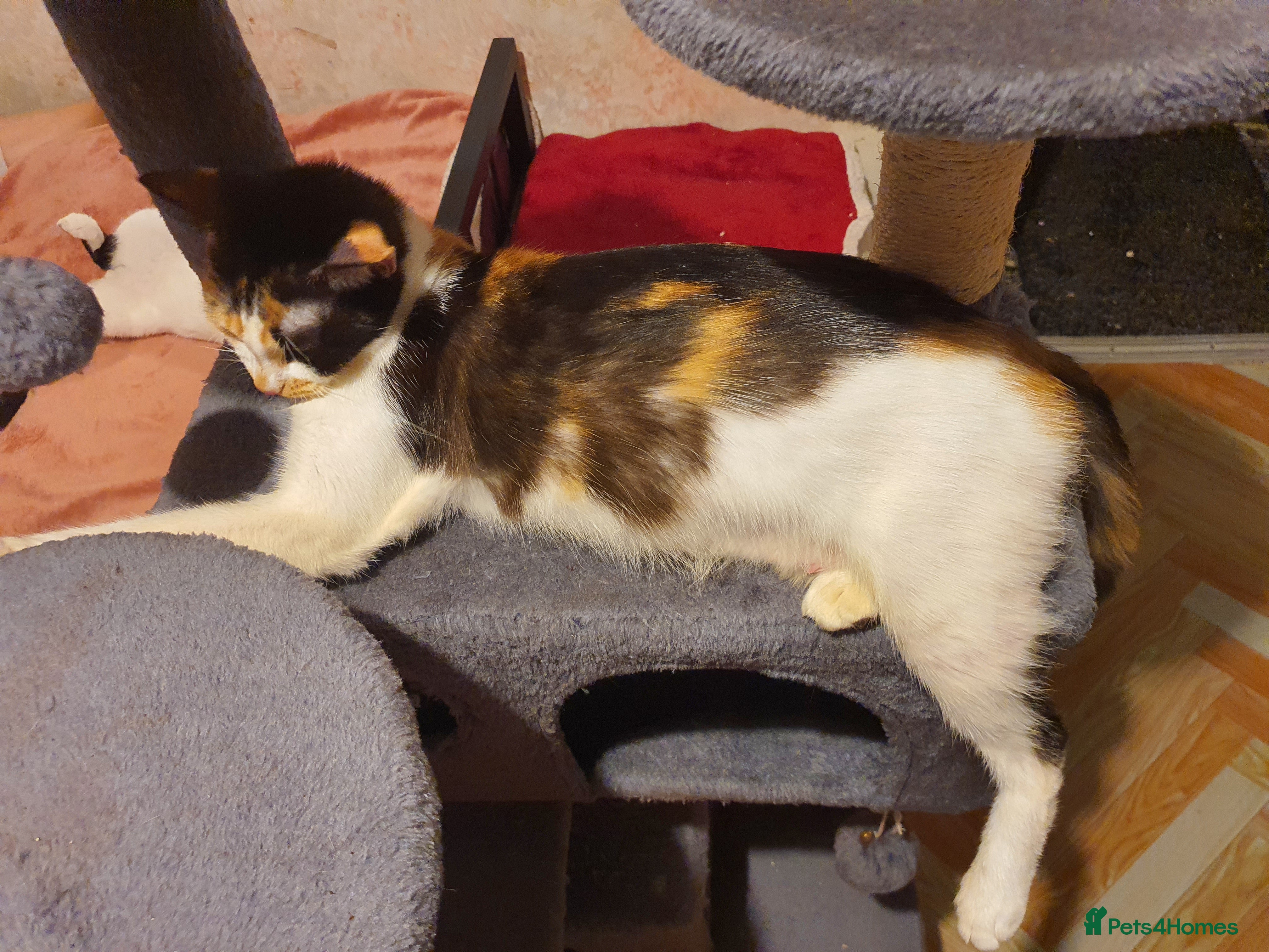 Mixed Breed cats for sale: Mikki - Advert 2