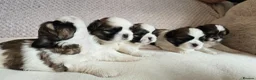 Shih Tzu dogs for sale: Beautiful Purebred Shih Tzu Puppies for Sale - Advert 14
