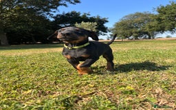 Dobermann dogs for sale: Ready now, Outstanding KC Reg Dobermann puppies - Image 15