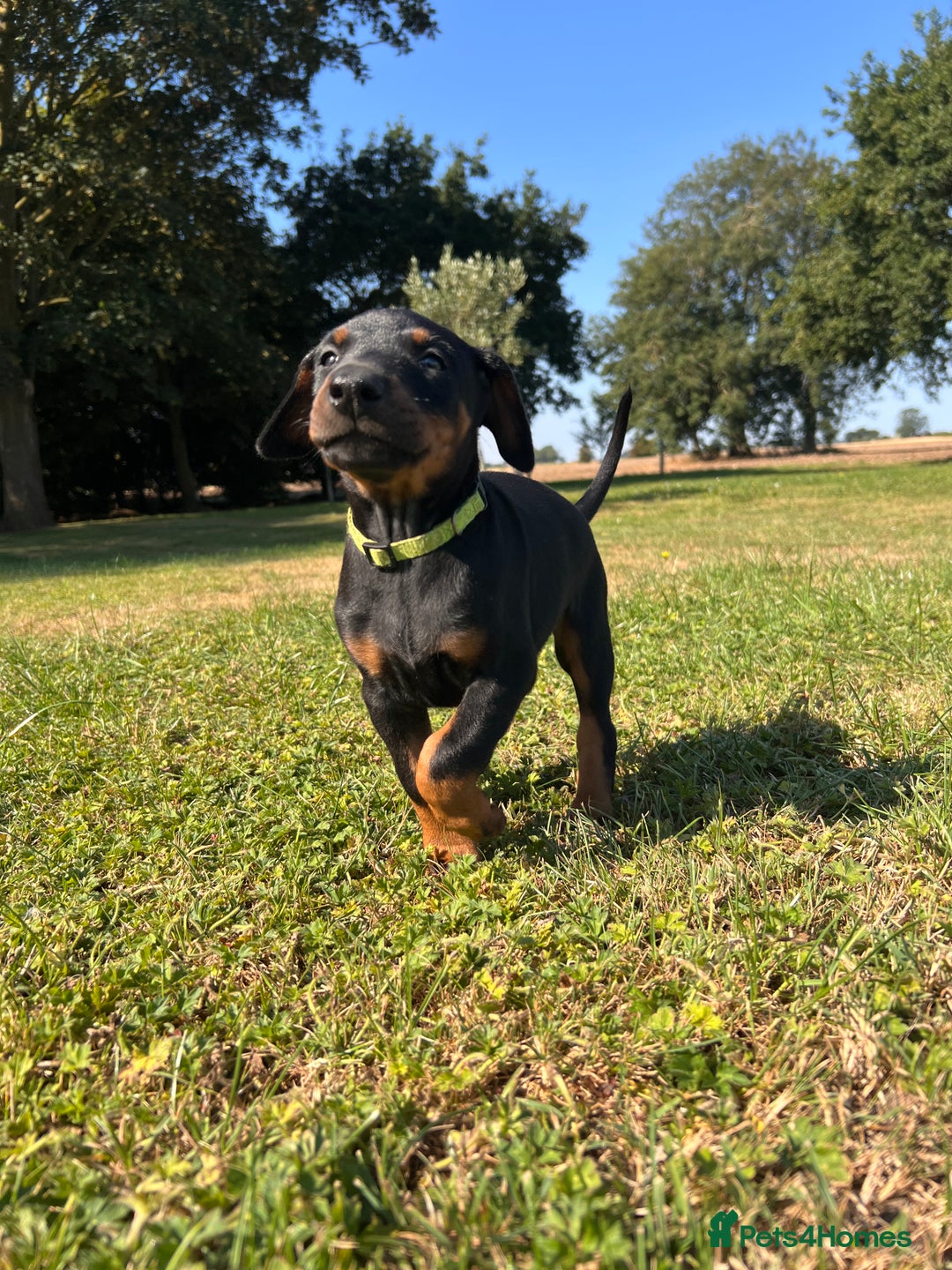 Dobermann dogs for sale: Ready now, Outstanding KC Reg Dobermann puppies - Image 15