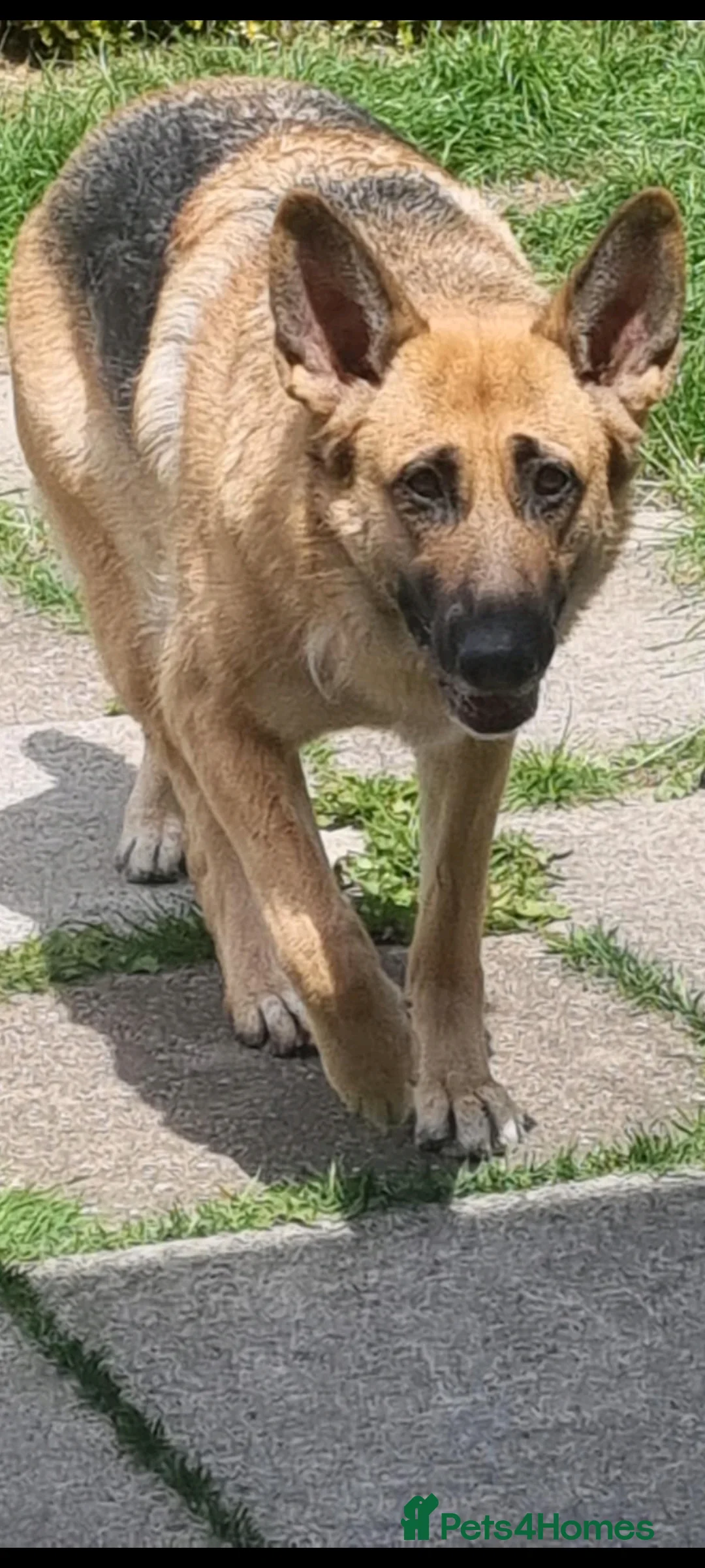 German Shepherd dogs for stud: Stud required - Advert 4