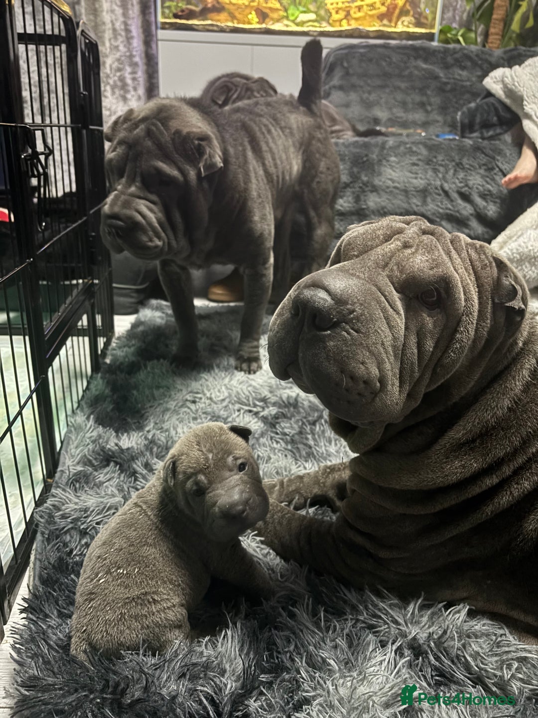 Shar Pei dogs for sale: Sharpei Puppies  - Advert 1