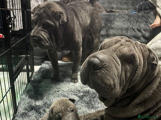 Shar Pei dogs Sharpei Puppies - Advert 4