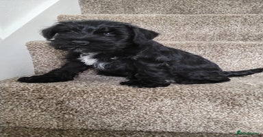 Miniature Schnauzer dogs in Llanelli - Advert 2