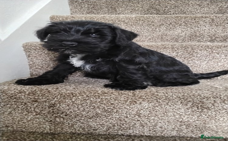 Miniature Schnauzer dogs in Llanelli - Advert 1
