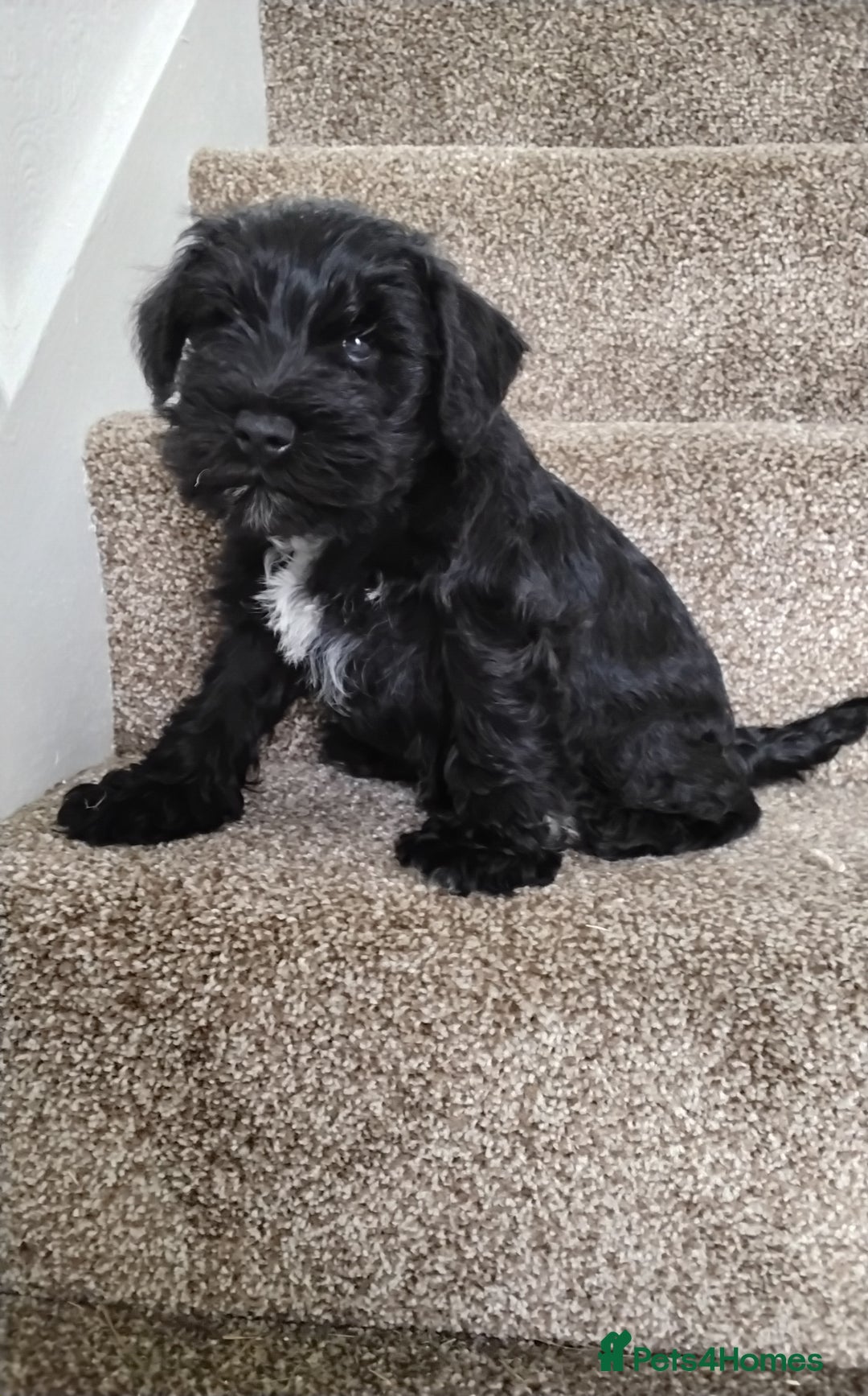 Miniature Schnauzer dogs for sale: ONLY LEFT  TWO BLACK BOYS Nice Miniatu Schnauzers  in Llanelli - Image 1