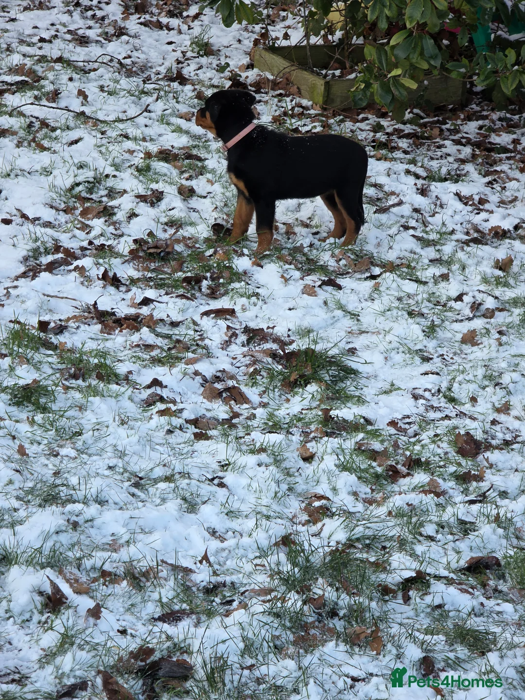 Rottweiler dogs for sale: 19 week old rottweiler female for sale  - Advert 5
