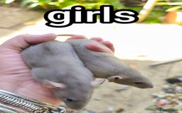 Rat rodents for sale: Male and female Dumbo rats - Image 4