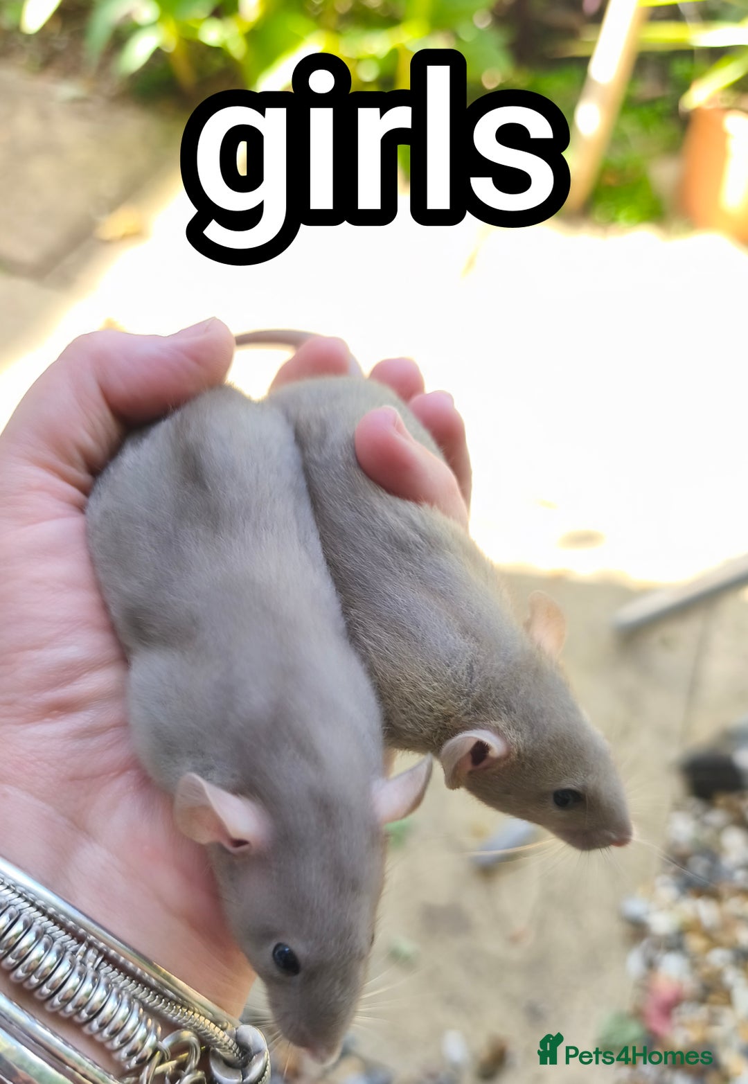 Rat rodents for sale: Male and female Dumbo rats - Image 4
