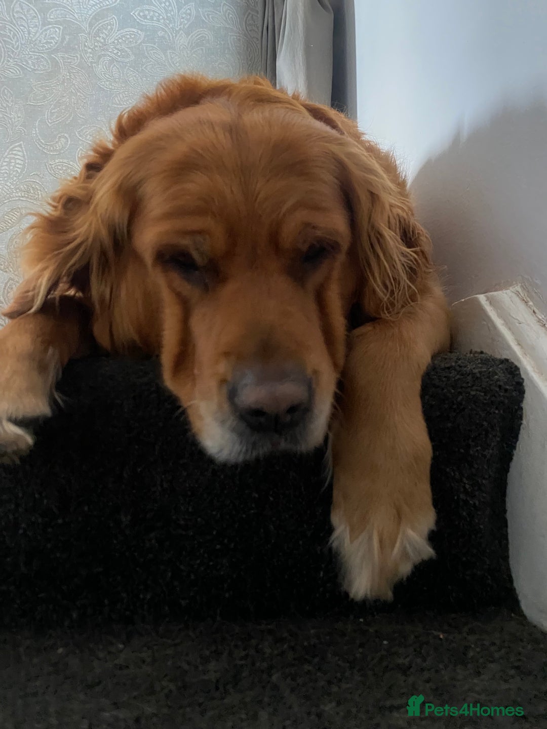 Golden Retriever dogs for sale: **True Gold** Pure Golden Retriever Puppies - Image 4
