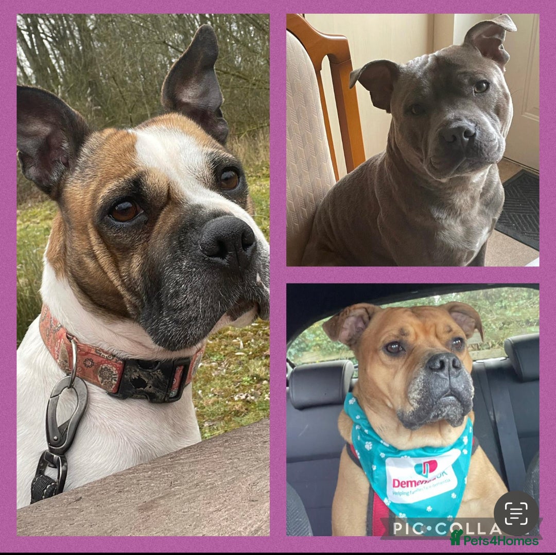 Staffordshire Bull Terrier dogs for sale: Stunning Staffy x Pups - Advert 5