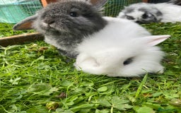 Mixed Breed rabbits for sale: Baby rabbits male and females - Image 4