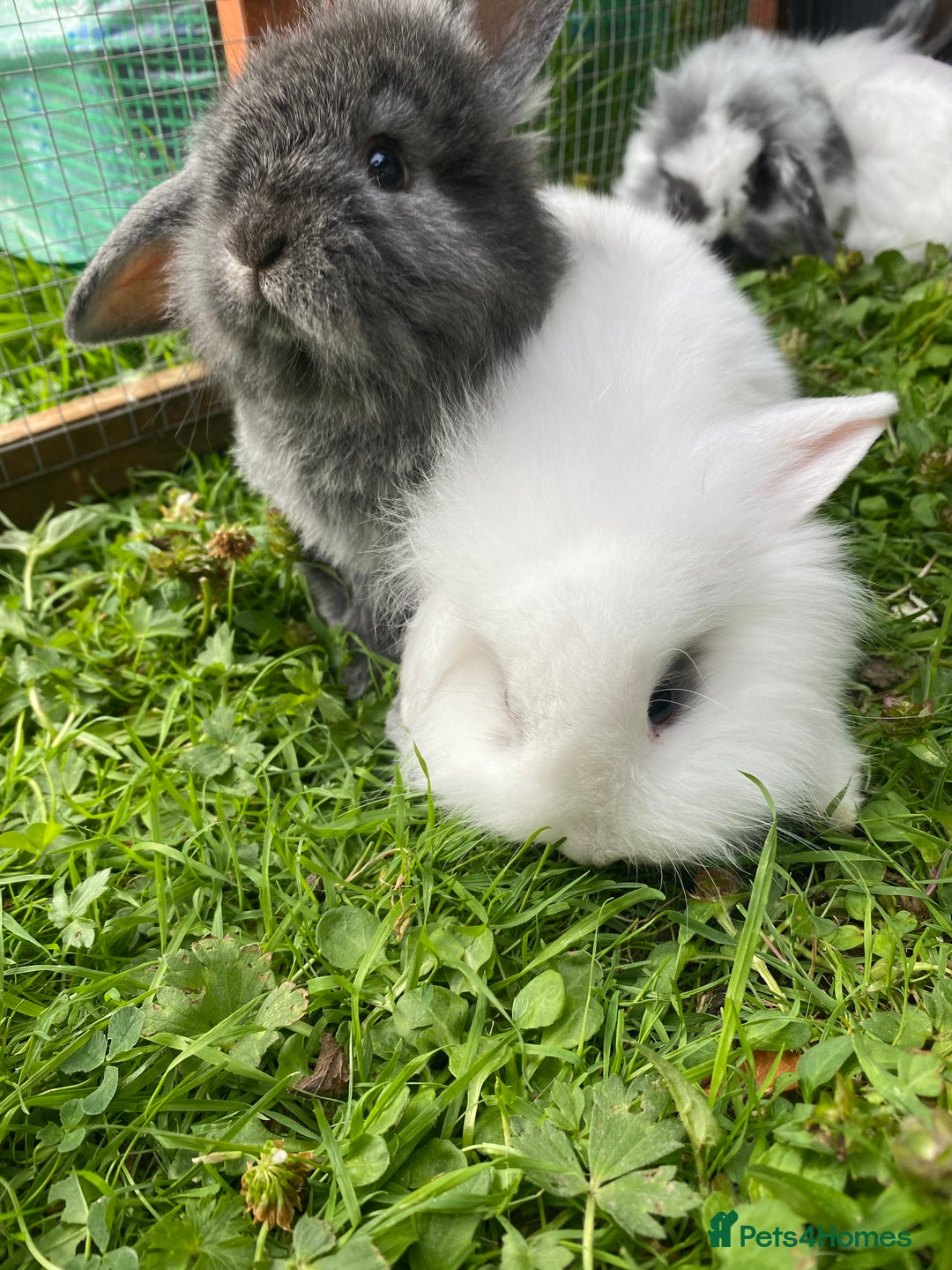 Mixed Breed rabbits for sale: Baby rabbits male and females - Image 4