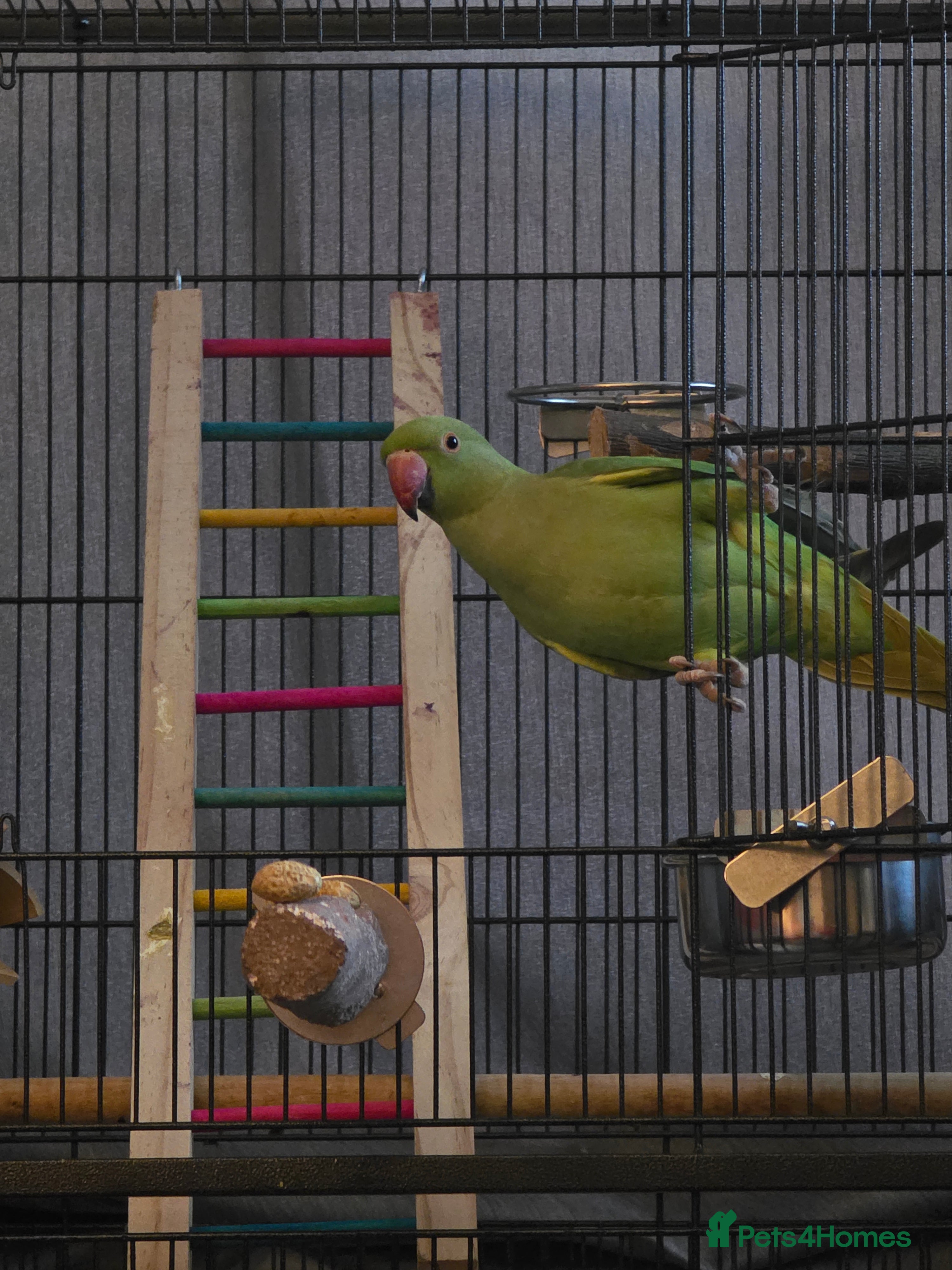 Ringnecks birds 9 month old indian ringneck parrot male - Advert 1