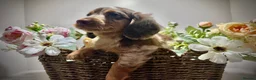 Miniature Dachshund dogs for sale: 🤎Quality miniature longhair dachshunds🤎  - Advert 1