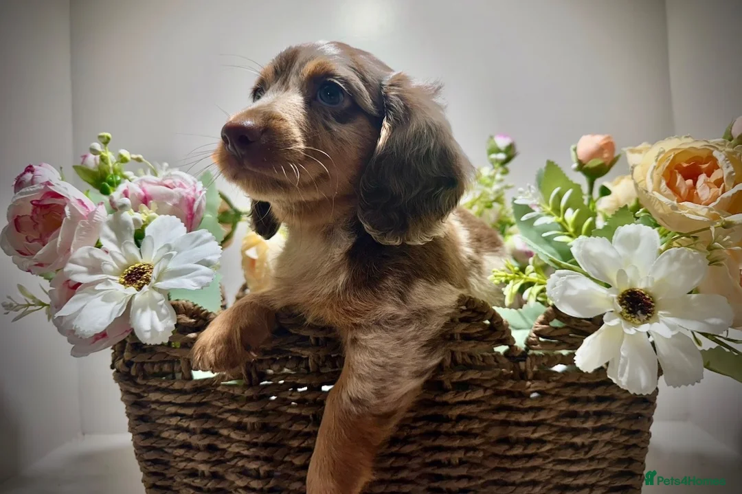Miniature Dachshund dogs for sale: 🤎Quality miniature longhair dachshunds🤎  - Advert 1