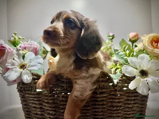 Miniature Dachshund dogs 🤎Quality miniature longhair dachshunds🤎 - Advert 1