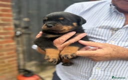 Rottweiler dogs for sale: Beautiful chunky Rottweiler puppies  - Image 4