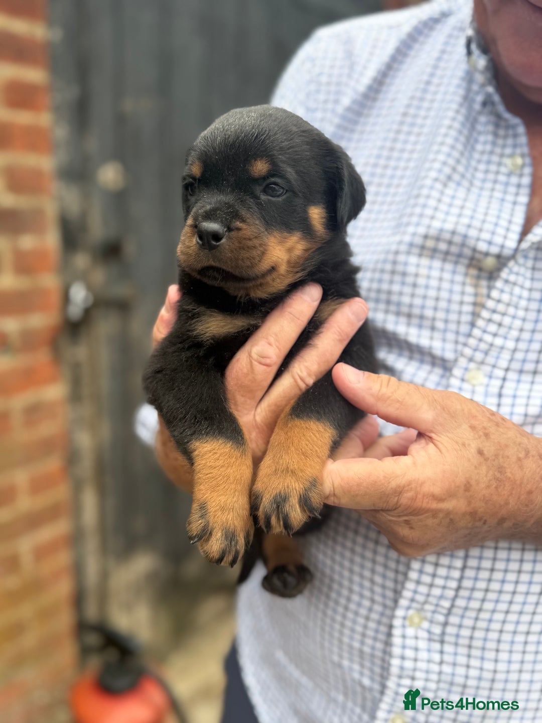 Rottweiler dogs for sale: Beautiful chunky Rottweiler puppies  - Image 4