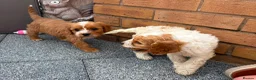 Cockalier dogs for sale:  Beautiful Cockalier puppies  - Advert 5
