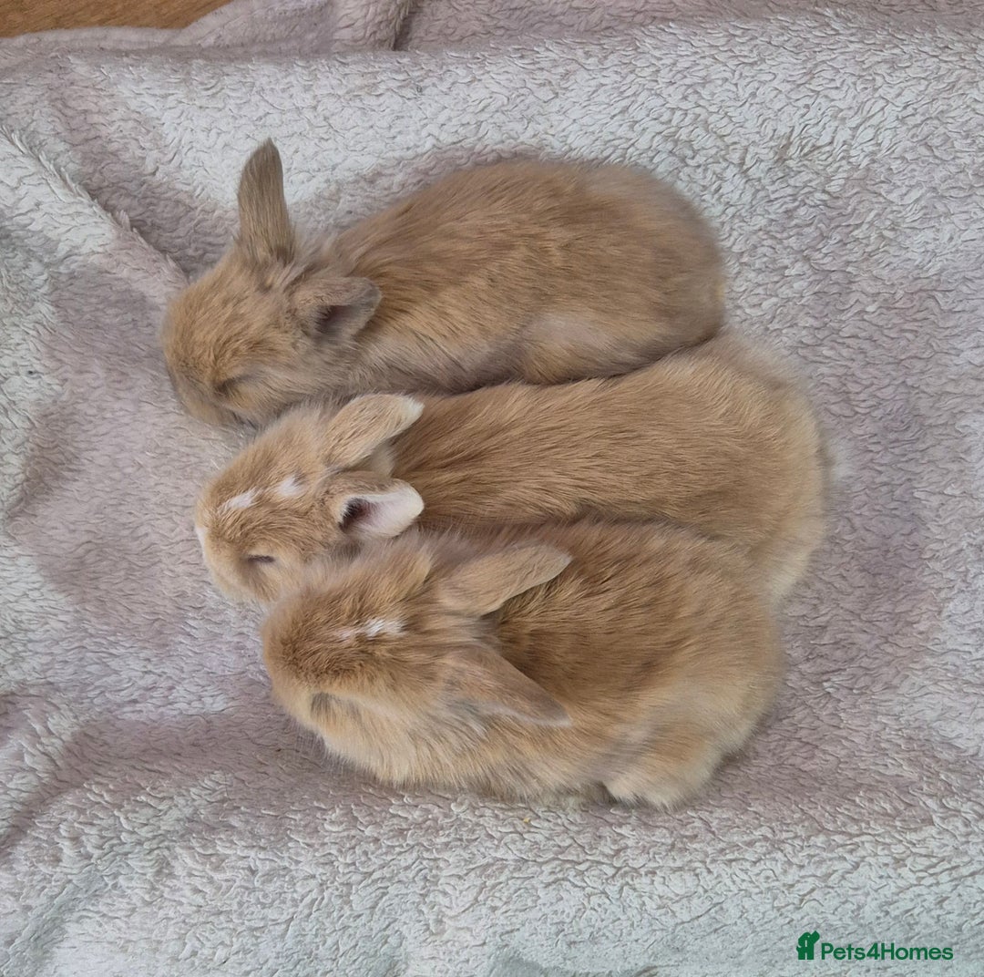 Angora rabbits for sale: Gorgeous Angora Rabbits,  Full (Maxi) faced - Advert 12