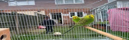 Budgerigars birds for sale: Beautiful budgies for sale  - Advert 10