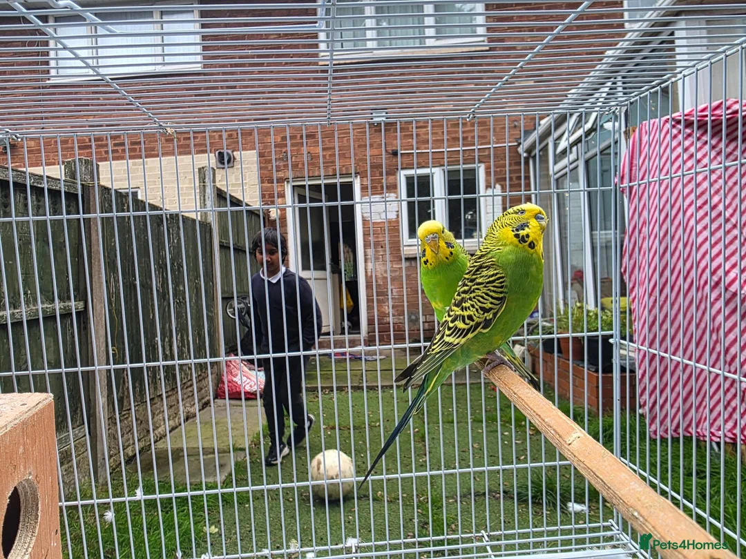 Budgerigars birds for sale: Beautiful budgies for sale  - Advert 10