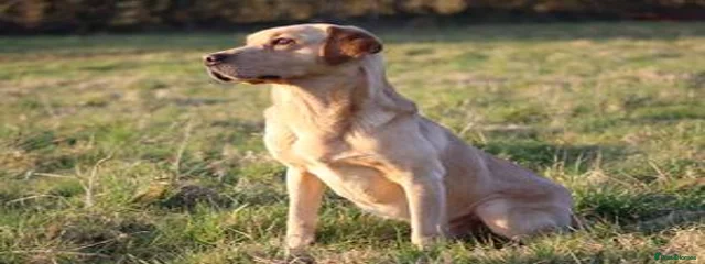 Lowerwheatly Winston of Bradridge (Sonny)