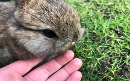 Netherland Dwarf rabbits for sale: 5 netherland dwarf bunnies - Image 5