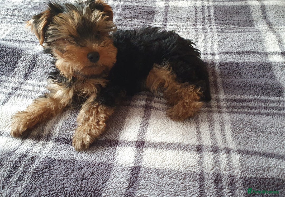 Yorkshire Terrier dogs for sale: Yorkshire terrier boys 13 weeks old - Image 13