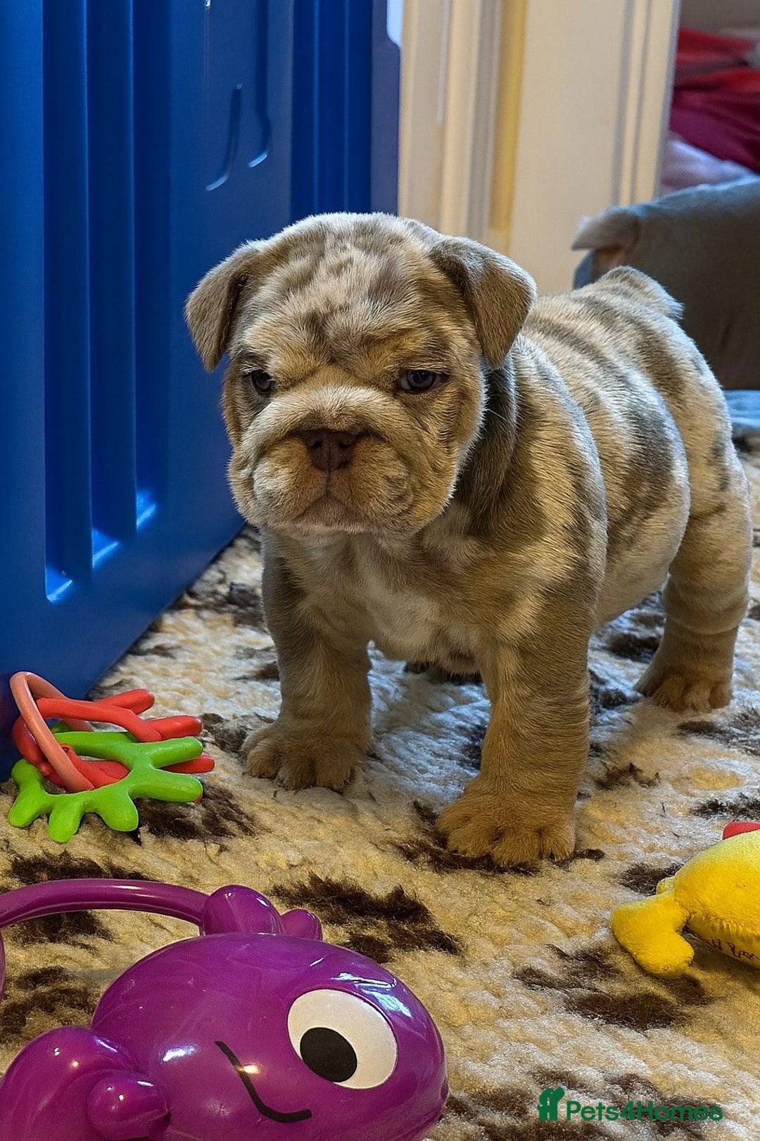 English Bulldog dogs for sale: English Bulldog Pups Fully health Tested Parents  - Advert 1