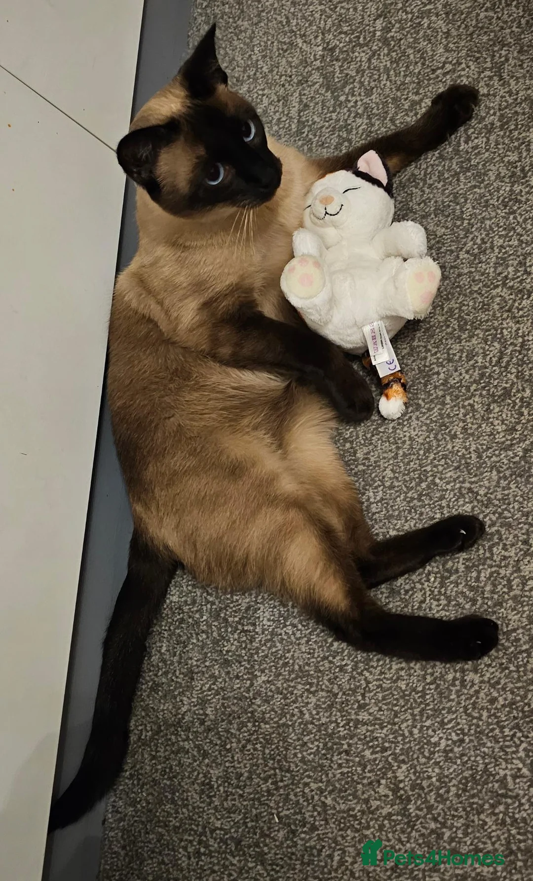 Siamese cats for sale: Seal point Siamese Girl Seeking Her Forever Home - Advert 9
