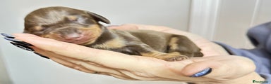 Dachshund Puppy 5