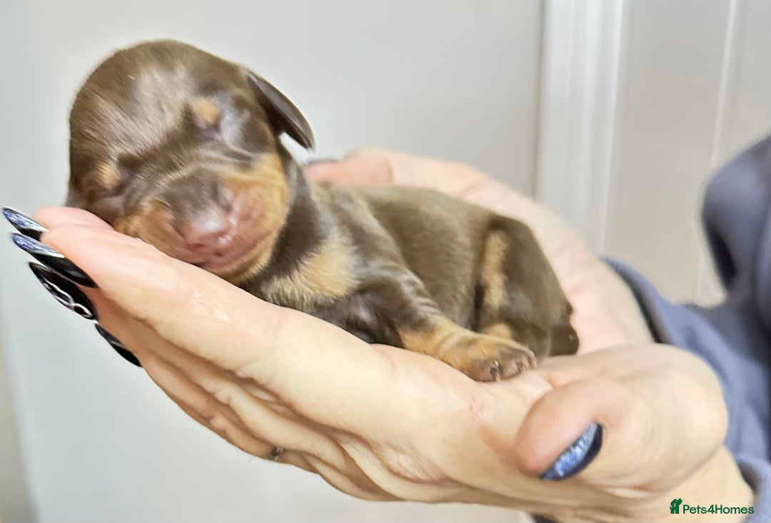 Dachshund dogs for sale: Genuine tiny Kaninchen Dachshund Puppies  - Advert 7