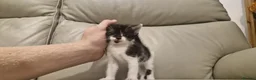 Mixed Breed cats for sale: Stunning tuxedo purebred female  - Advert 5