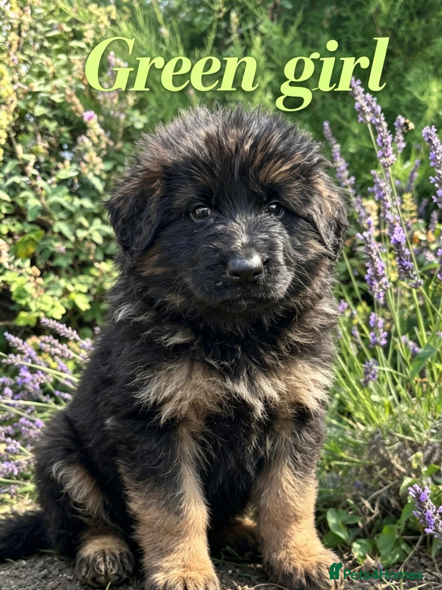German Shepherd dogs Chunky Fluffy Long-Haired German Shepherd Puppies - Advert 6