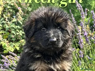 German Shepherd dogs Chunky Fluffy Long-Haired German Shepherd Puppies - Advert 6