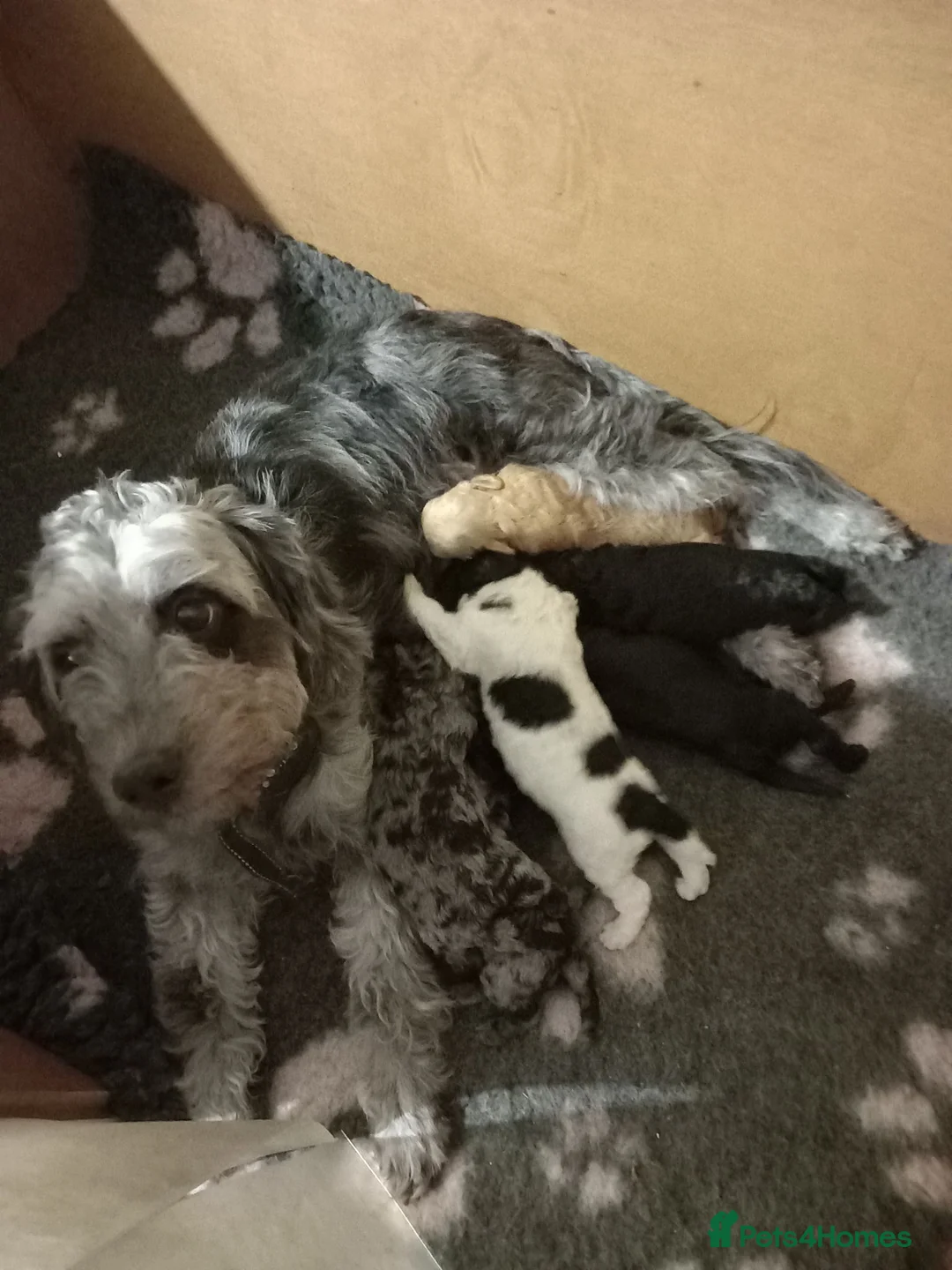 Cockapoo dogs for sale: Beautiful colourful Cockapoo puppies - Advert 1